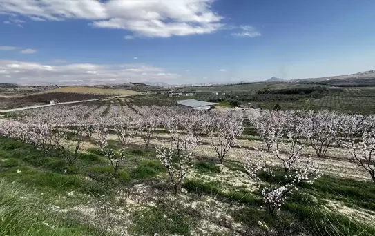 Mut'ta Kayısı Ağaçları Çiçek Açtı