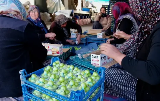 Mersin Mut'ta Erik Hasadı Devam Ediyor