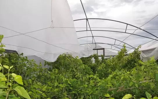 Silifke'de Rüzgar ve Dolu Seralara Zarar Verdi