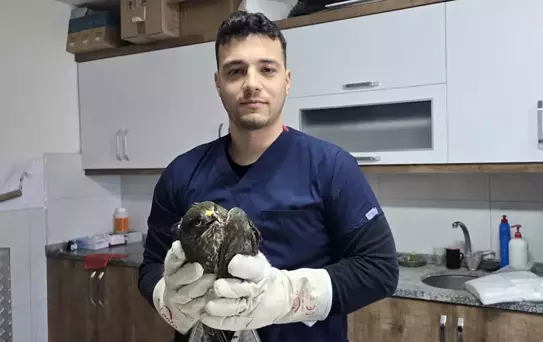 Yaralı Şahin Tedavi Altına Alındı