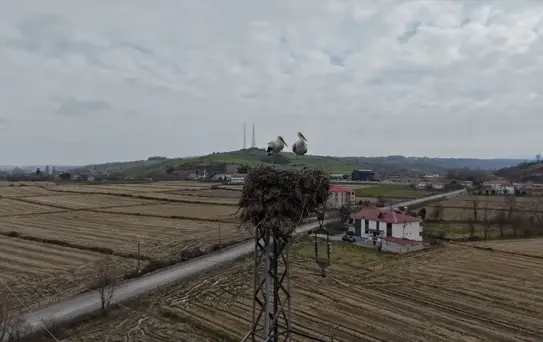 Alaçam'da Leyleklerin Yuva Tercihi