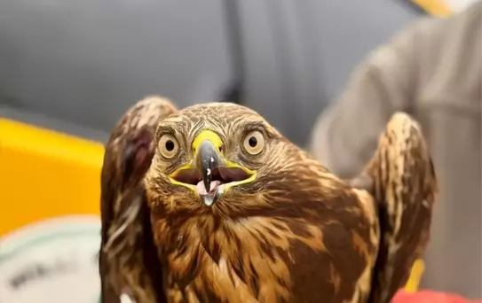 Yaralı Kızıl Şahin Tedavi Altına Alındı