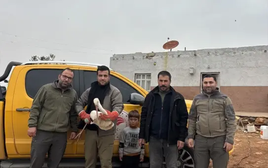 Yaralı Leylek Tedavi Altına Alındı