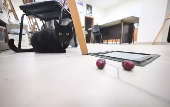 BELMEK'in Maskotu: Şükufe