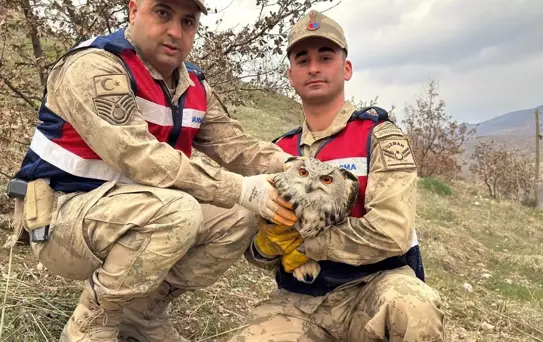 Yaralı Kulaklı Orman Baykuşu Koruma Altında
