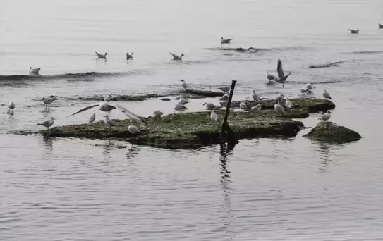 Tekirdağ'da Deniz Suyunda Çekilme