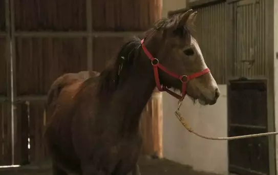 Ne otel de ne de şirket! Yanlış duymadınız, TMSF bu kez at satıyor