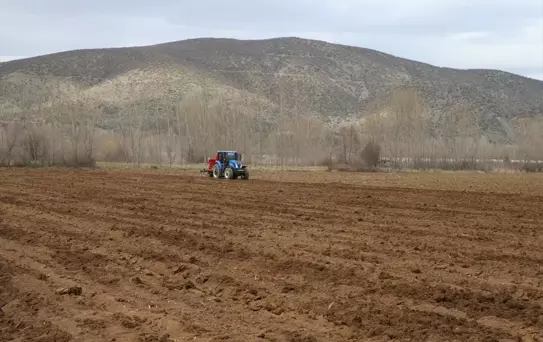 Tokat Sarımsağında Verim Artışı Hedefi