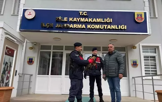 Yaralı Kızıl Şahin Tedavi Altına Alındı