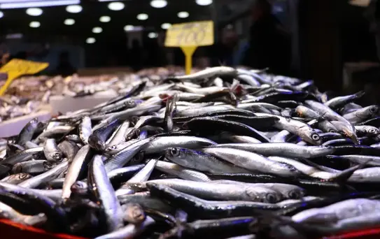 Trabzon'da Hamsi ve İstavrit 100 Lira