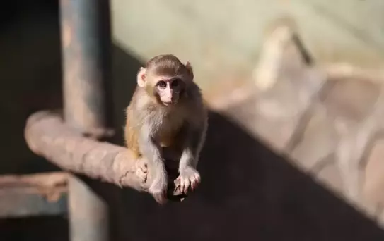 Uyuşturucu Operasyonunda Kurtarılan Maymun 'Portakal'