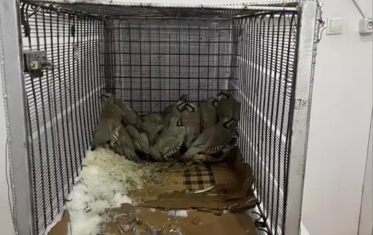 Kınalı Keklikten 75 Bin Ceza