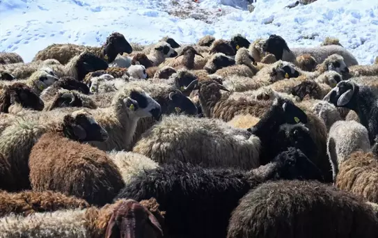 Van'da Küçükbaş Hayvancılık Projeleri Gelişiyor