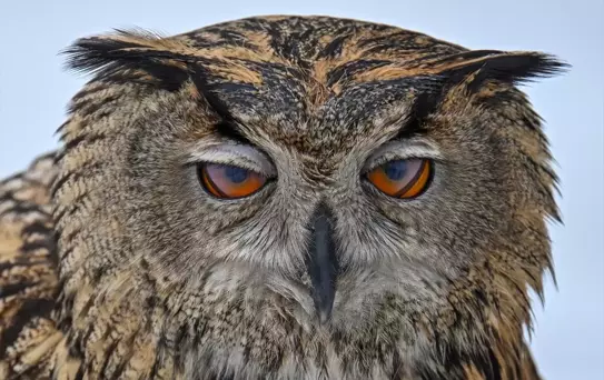 Van Gölü'nde Yaralı Kuşlar Tedavi Ediliyor