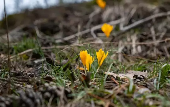 Yozgat'ta Bahar Çiçekleri Açtı