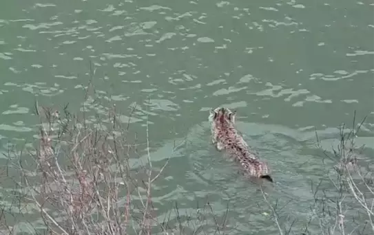 VAN'da Nesli Tehlike Altında Olan Vaşak Görüntülendi