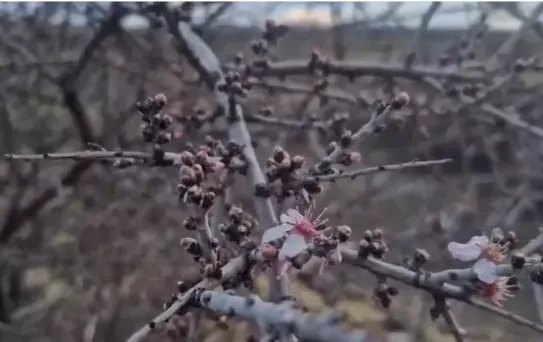Badem Ağaçları Şubat'ta Çiçek Açtı