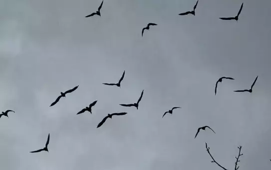 Birecik'te 277 Kelaynak Doğaya Bırakıldı