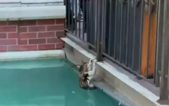 Gaziosmanpaşa'da Kedi Kurtarıldı