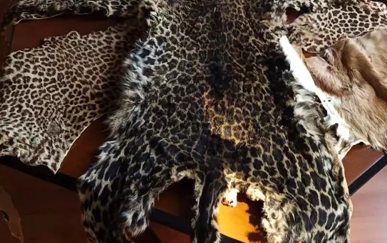 Yabancı yolcunun bagajında yasadışı yaban hayvanı parçaları bulundu