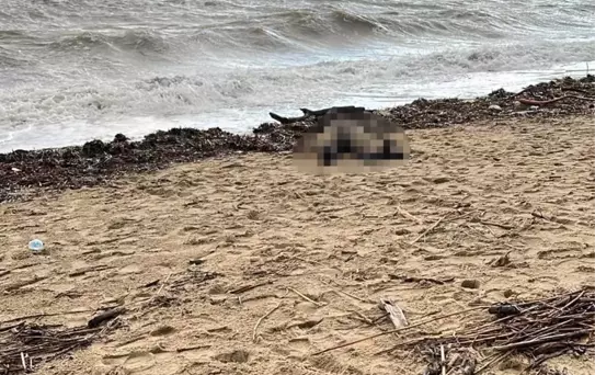 Sarımsaklı Sahili'ne kadın cesedi vurdu