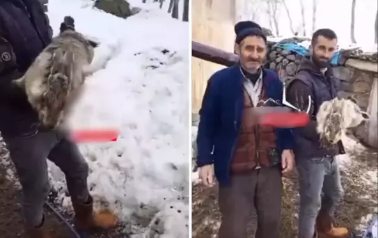 Ahıra giren çoban, devasa tavşan ile karşılaştı