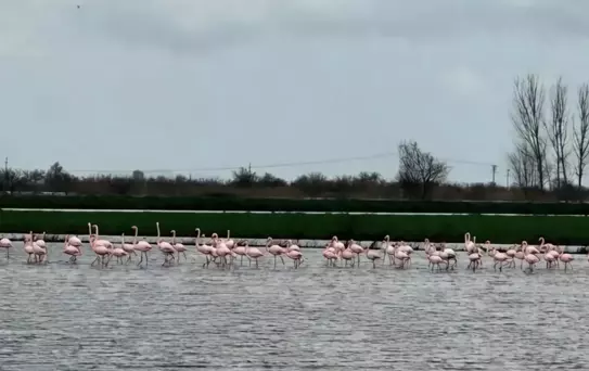 Flamingo Sürüsü Taşan Tarlalarda