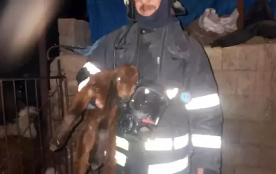 Hatay'da ahırda korkutan yangın