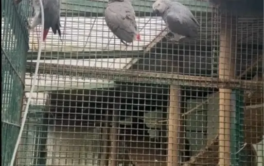 İstanbul Havalimanı'nda 20 Afrikalı Papağan Yakalandı