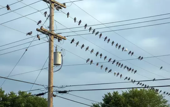 Polonya'nın Krakow kentinde güvercinlere 'doğum kontrolü' uygulanacak