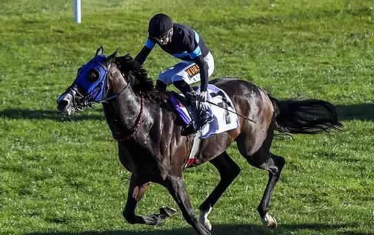 '100 milyonluk yarış atları kayıp' iddiasına açıklama geldi