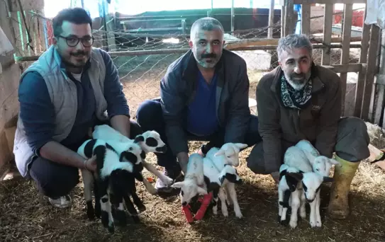 Pamukkale'de Koyun 9 Yavru Doğurdu