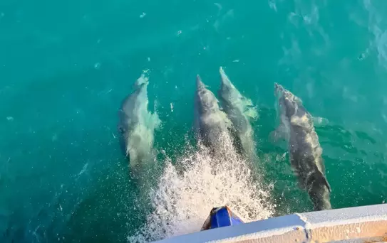 Balıkçılara Eşlik Eden Yunuslar