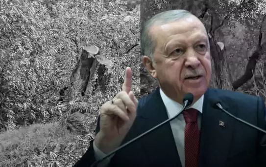 Cumhurbaşkanı Erdoğan'dan Milas'taki zeytin ağacı katliamına sert tepki: İzin vermeyeceğiz