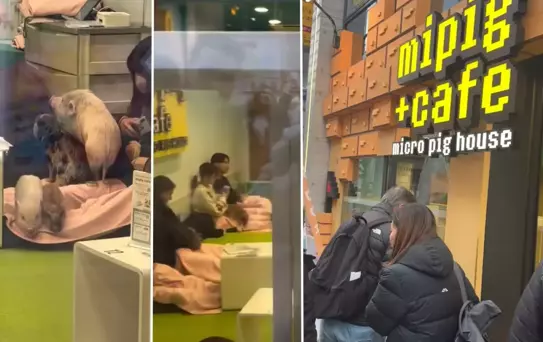 Japonya'da bir Türk'ün şaşkınlığı: Domuzlarla kahve keyfi