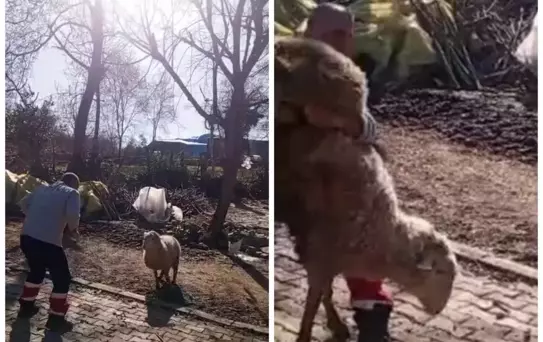Koçla güreşti, sosyal medyayı salladı! Gençlere ilham olacak