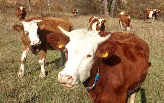 Şap Aşısı Zorunlu!