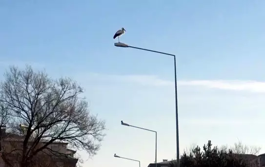 Leylekler Erken Geldi