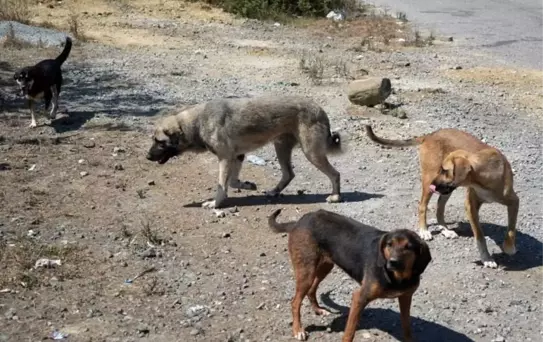 Başıboş köpekler tehlike saçıyor