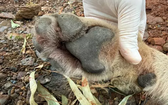 Fethiye'de Ölen Kurt Genetik Araştırmaya Dahil Edildi