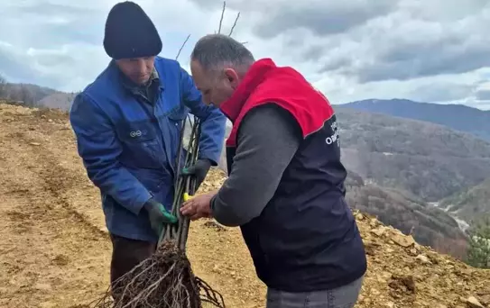 Düzce'de Kestane Fidanları Dikiliyor