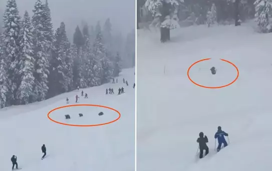 Pistte panik anları: Kayakçıların arasından üç ayı geçti