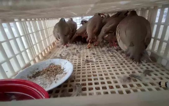 Şırnak'ta 40 Kanatlı Hayvan Ele Geçirildi