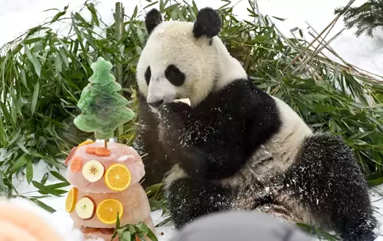 Moskova Hayvanat Bahçesi'nde Çin Yeni Yılı Kutlamaları