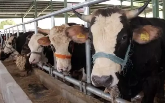 Muğla'da Şap Hastalığı Nedeniyle 11 Mahalle Karantinaya Alındı