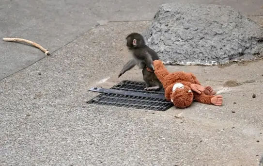 ''Punch'ın annesi'' Türkiye'de satışa çıkarıldı! İşte almak isteyenin ödeyeceği para