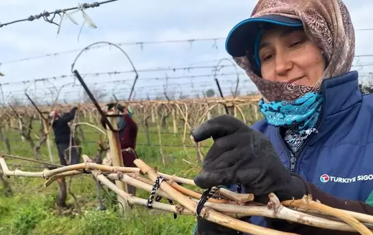 Sarıgöl'de Üzüm Bağlarında Yoğun Çalışma