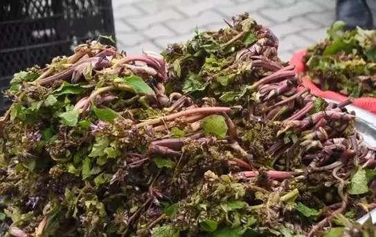 Savaşa giden askerler kullanırmış! Faydaları saymakla bitmiyor