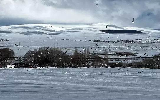 Çıldır Gölü'nde Martılar Erken Geldi