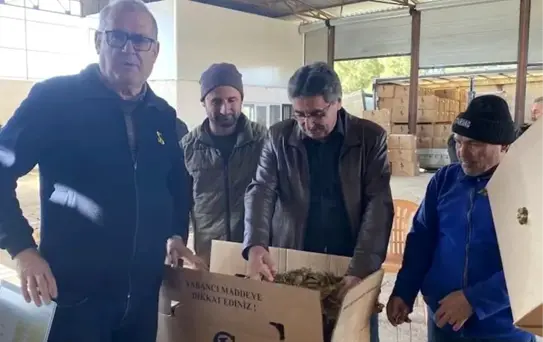 Karacasu'da tütünler paketlenmeye başladı, üretici fiyatlardan dert yandı